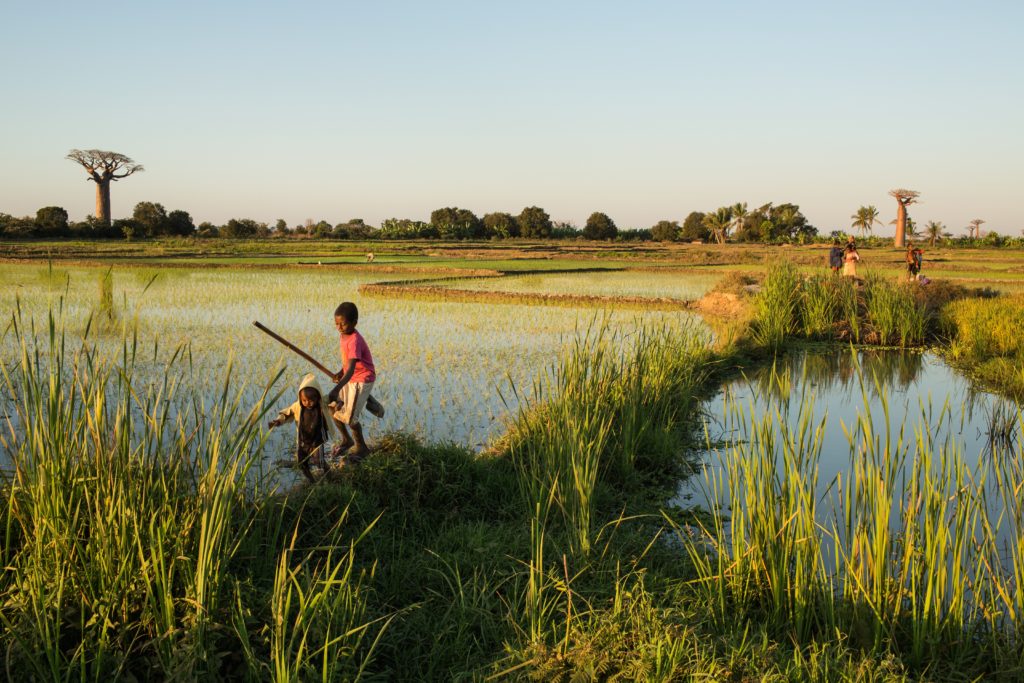 Rice Fields in Madagascar