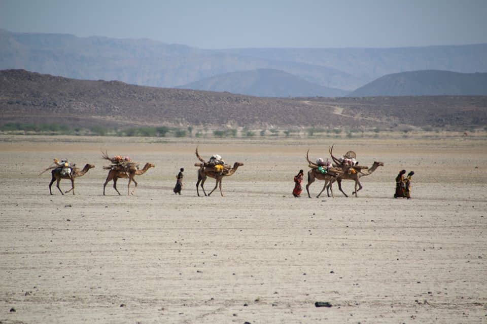 Afarnomads walk across a desert with camels.