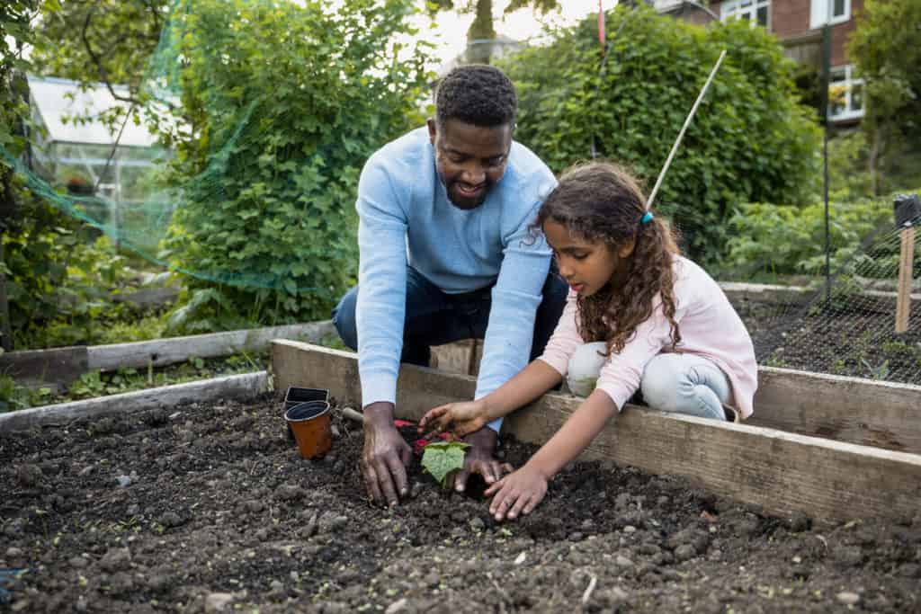 A father and his young daughter who is learning all about gardening at the family allotment. She is being encouraged by her father as she plants fresh produce in the soil. She is patting it down securely where that produce will grow.
