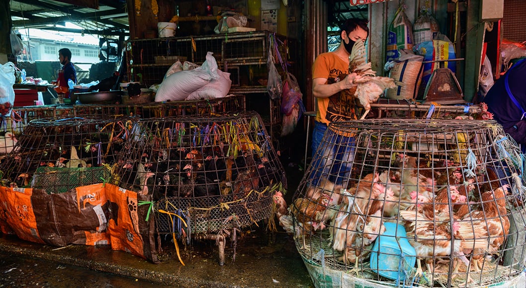 A market with chickens in cages